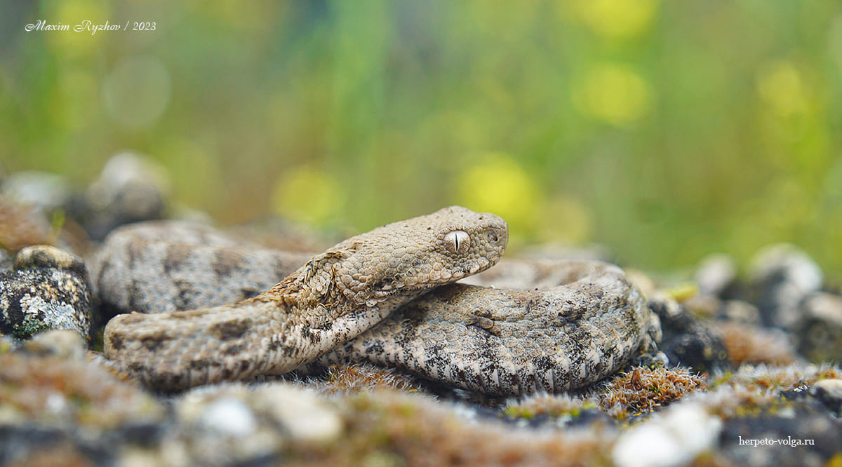 Гюрза (Macrovipera lebetina obtusa) Гюрза (Macrovipera lebetina obtusa)
