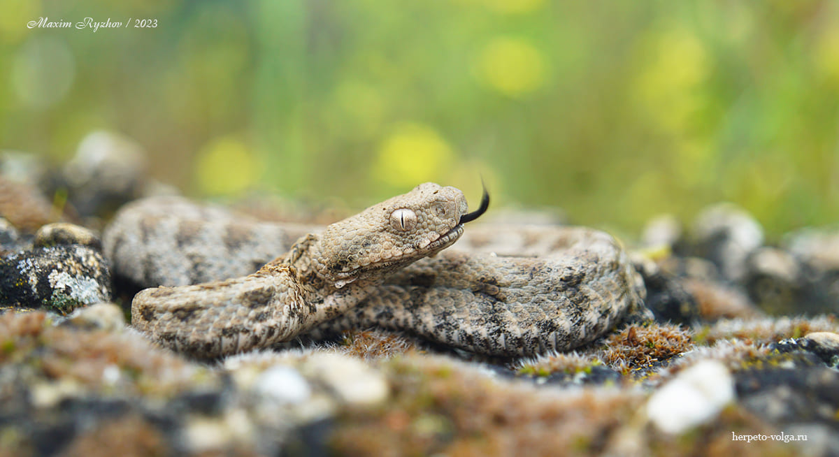 Гюрза (Macrovipera lebetina obtusa) Гюрза (Macrovipera lebetina obtusa)