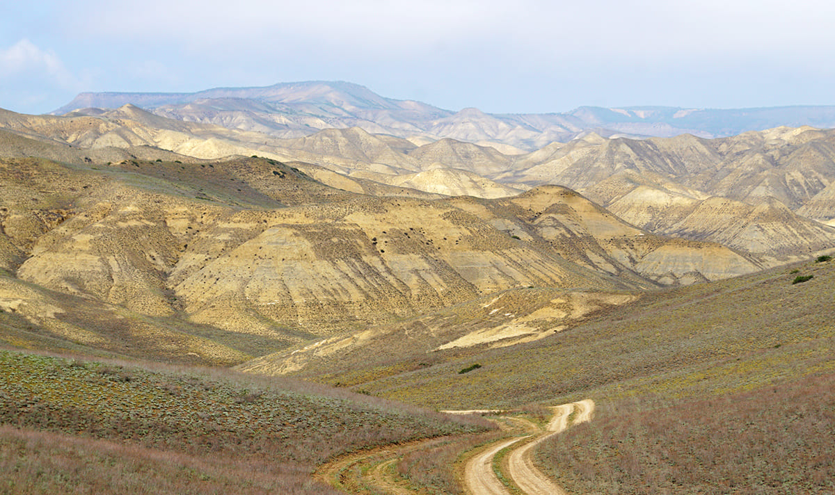 Биотоп разноцветного полоза (Hemorrhois ravergieri)