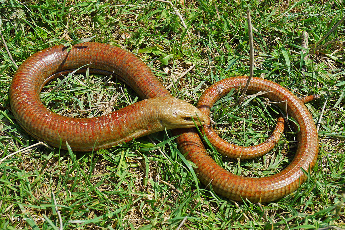 Желтопузик (Pseudopus apodus)