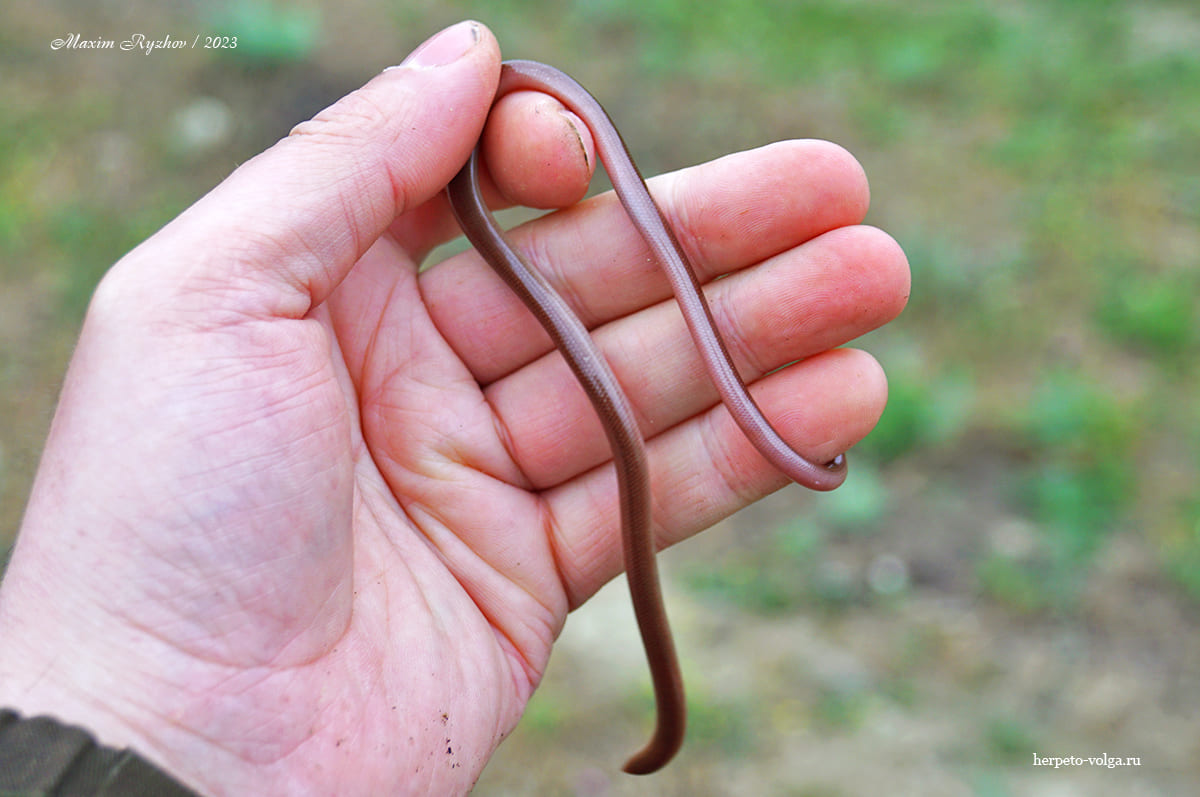 Червеобразная слепозмейка (Xerotyphlops vermicularis)