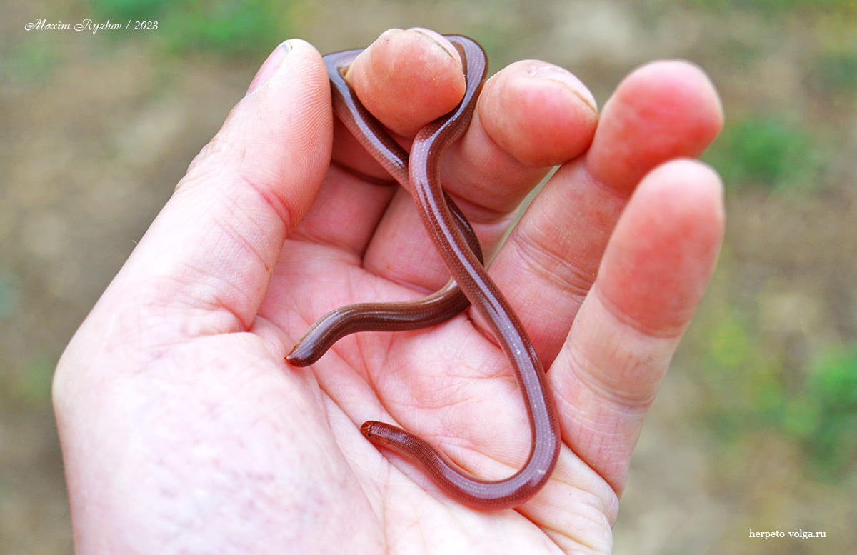 Червеобразная слепозмейка (Xerotyphlops vermicularis)