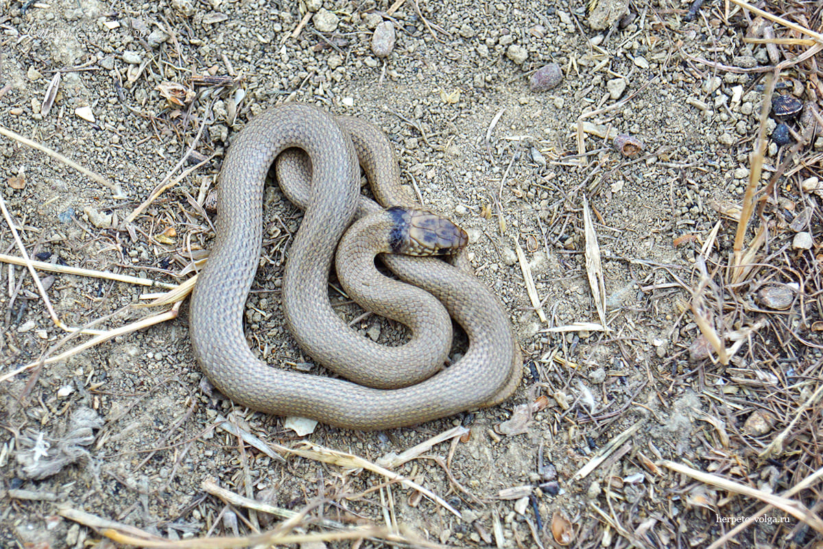Ошейниковый эйренис (Eirenis collaris)