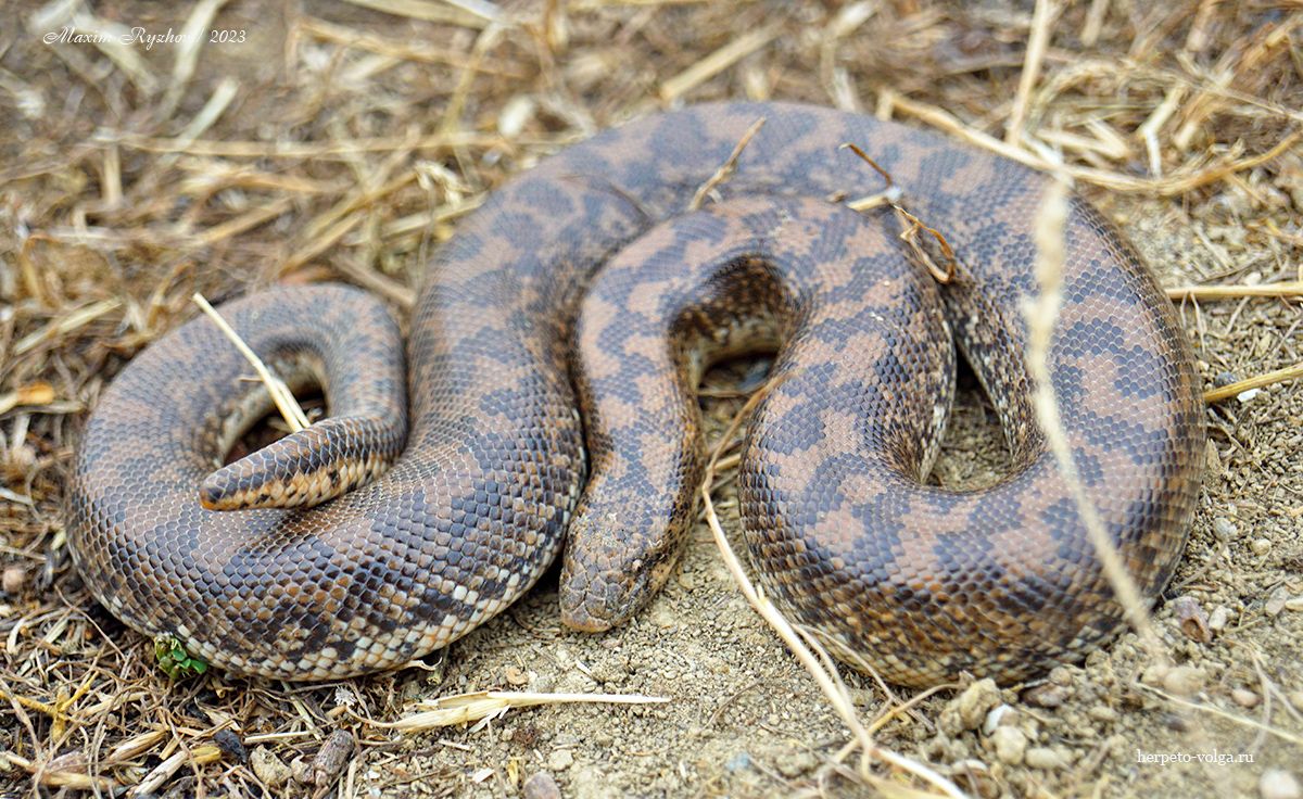 Западный удавчик (Eryx jaculus) Западный удавчик (Eryx jaculus)