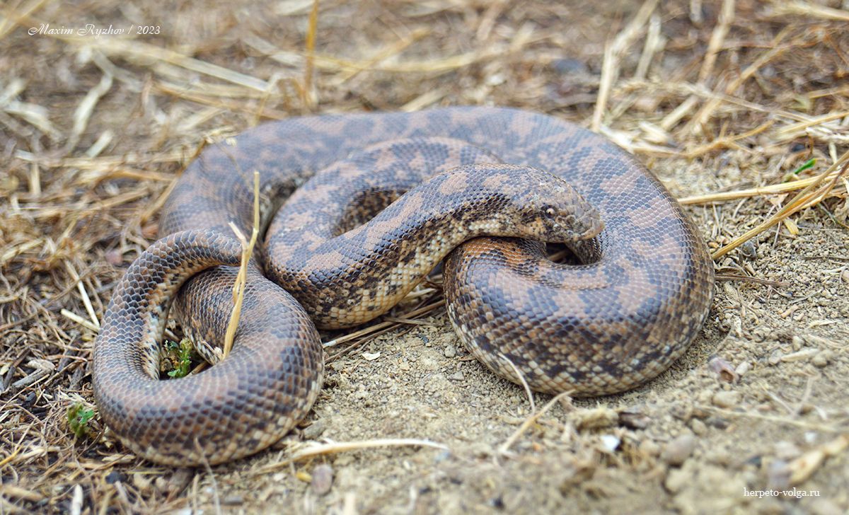 Западный удавчик (Eryx jaculus)