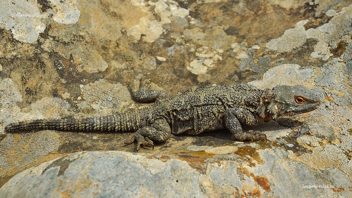 Кавказская агама (Paralaudakia caucasia)