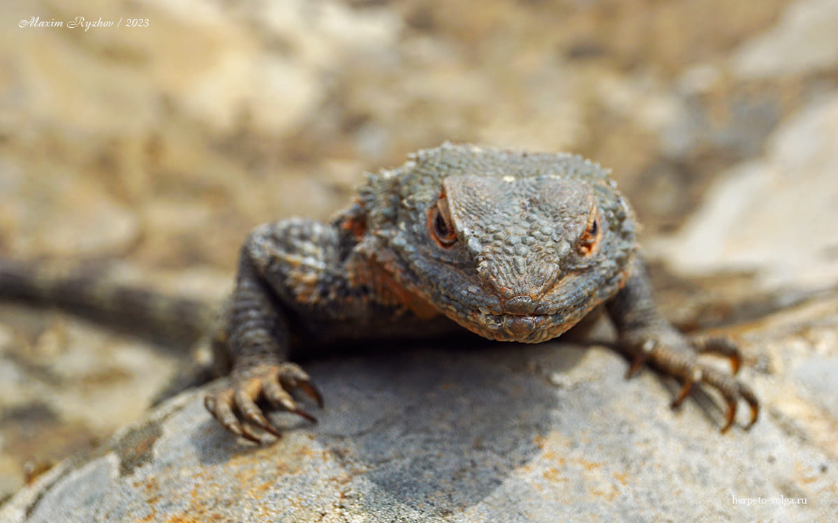 Кавказская агама (Paralaudakia caucasia)