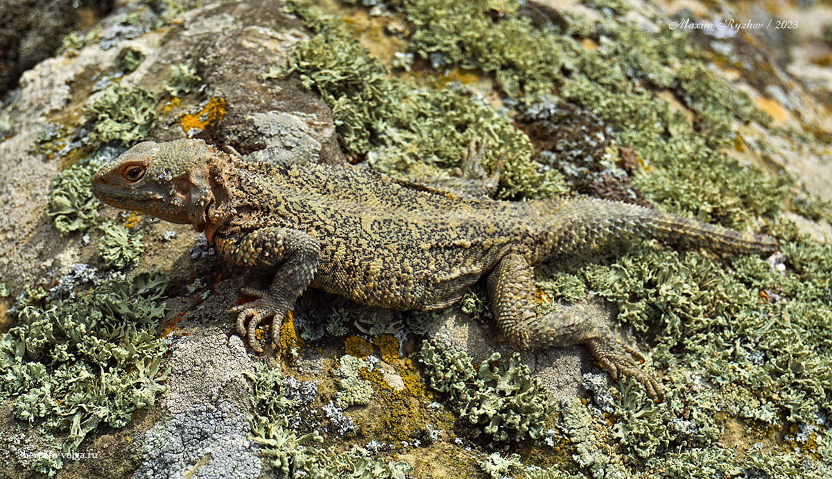 Кавказская агама (Paralaudakia caucasia)