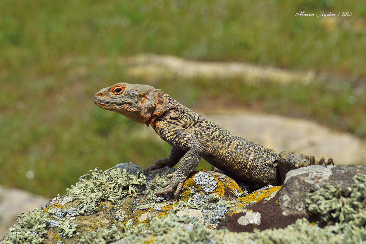Кавказская агама (Paralaudakia caucasia)