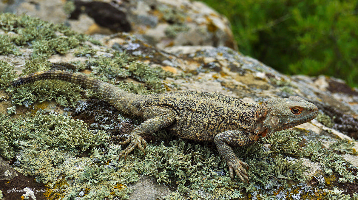 Кавказская агама (Paralaudakia caucasia)