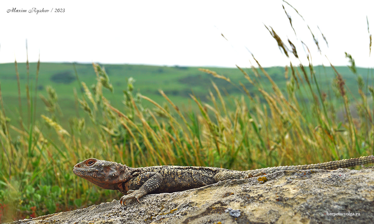 Кавказская агама (Paralaudakia caucasia)