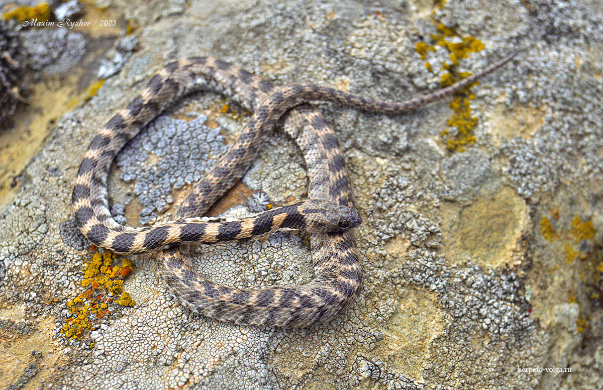 Кошачья змея (Telescopus fallax)