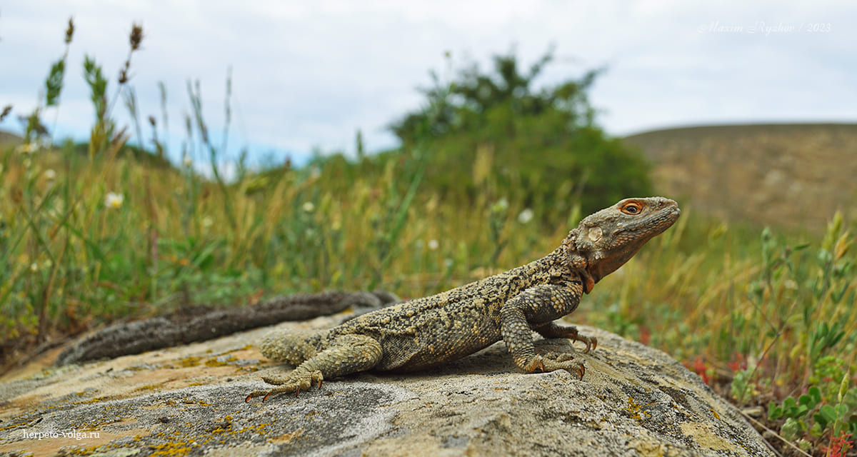 Кавказская агама (Paralaudakia caucasia)