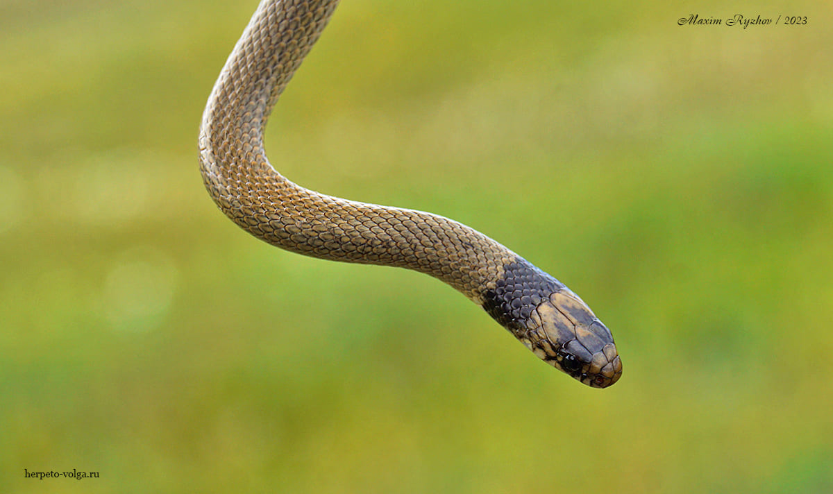 Oшейниковый эйренис (Eirenis collaris)