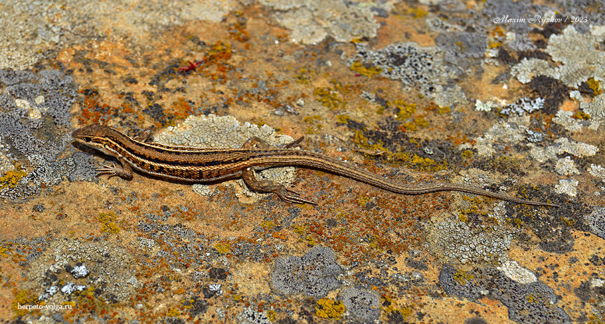 Стройная змееголовка (Ophisops elegans)