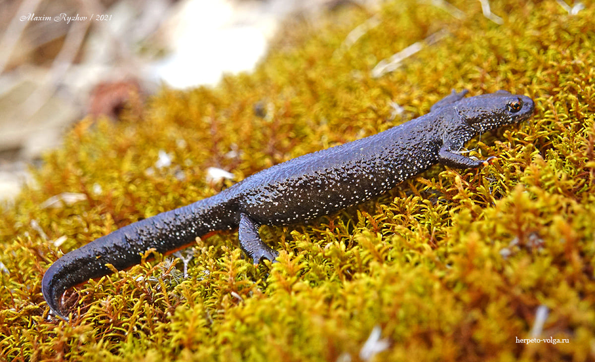Гребенчатый тритон (Triturus scristatus)