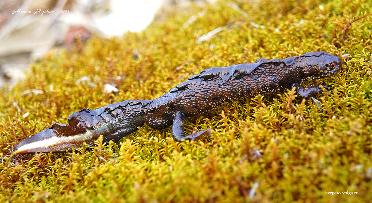 Гребенчатый тритон (Triturus scristatus)