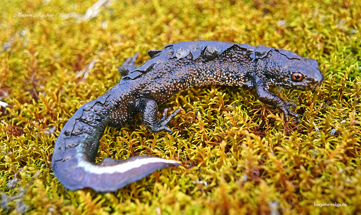 Гребенчатый тритон (Triturus cristatus)