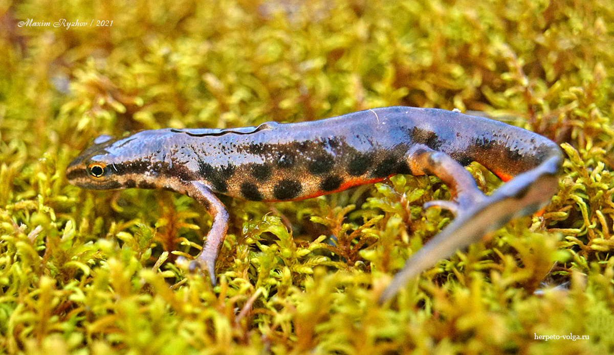 Обыкновенный тритон (Lissotriton vulgaris)