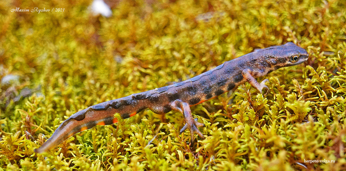Обыкновенный тритон (Lissotriton vulgaris)