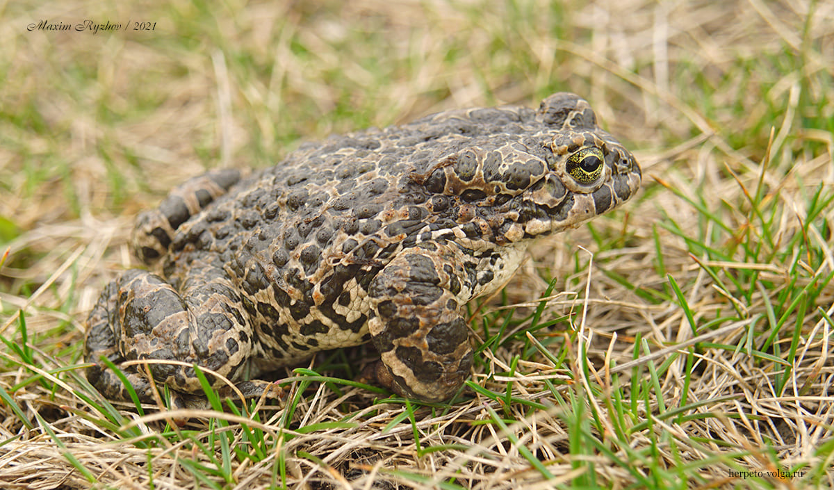 Зеленая жаба (Bufotes viridis). Зеленая жаба (Bufotes viridis)