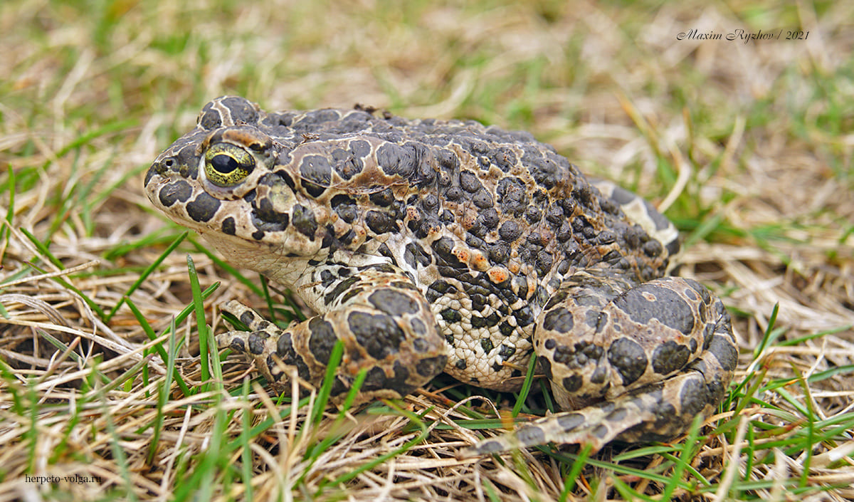 Зеленая жаба (Bufotes viridis)