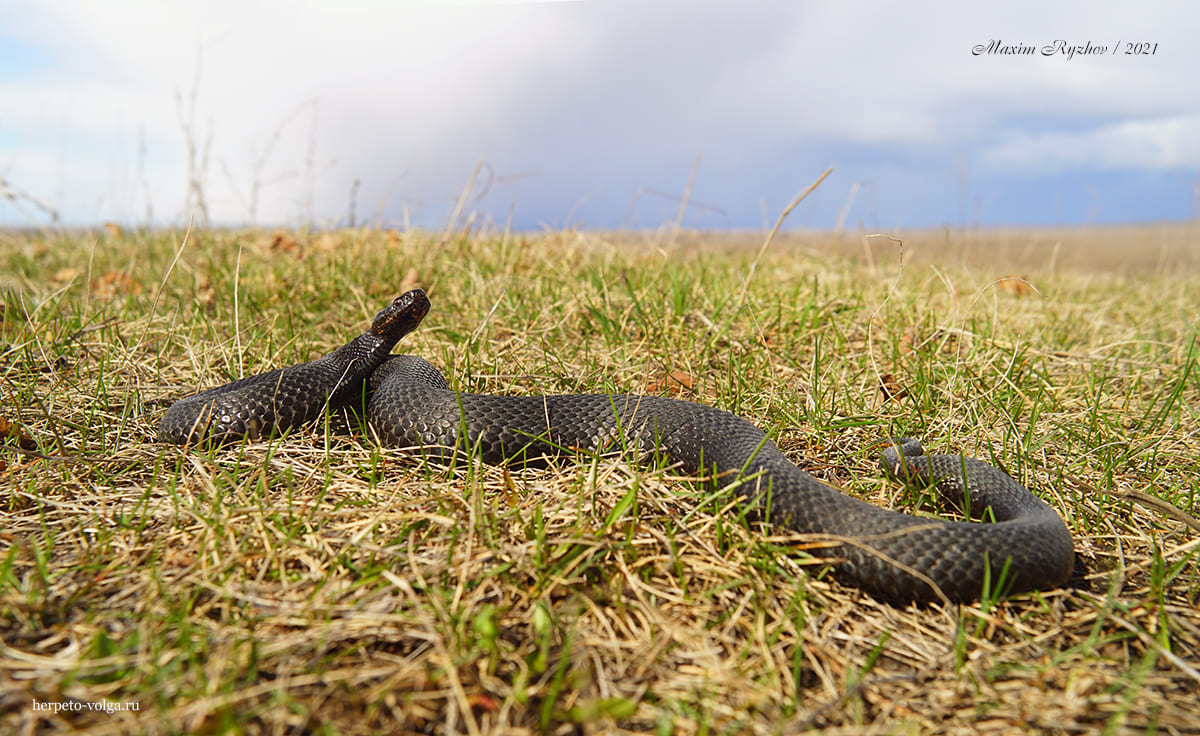 Обыкновенная гадюка (Vipera berus)