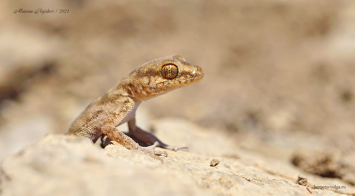 Пискливый геккончик (Alsophylax pipiens)