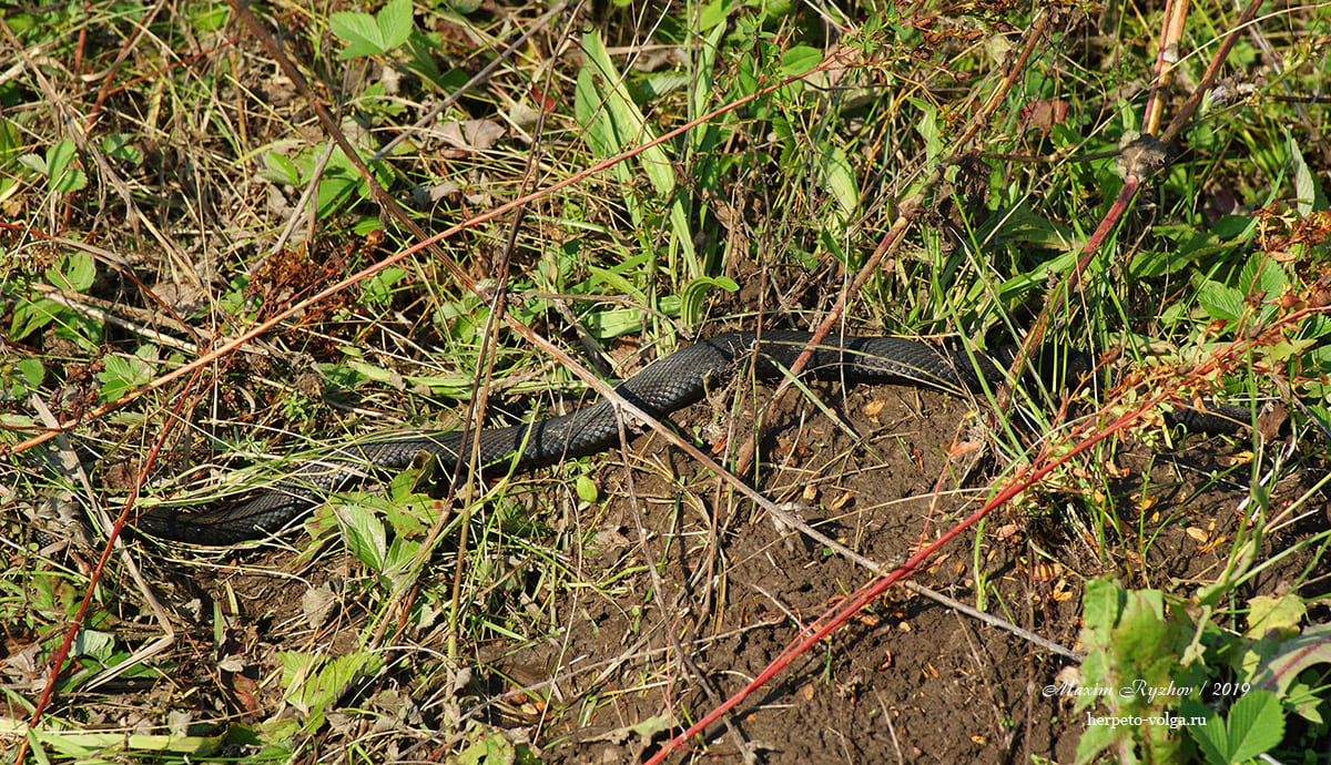 Обыкновенная гадюка (Vipera berus)