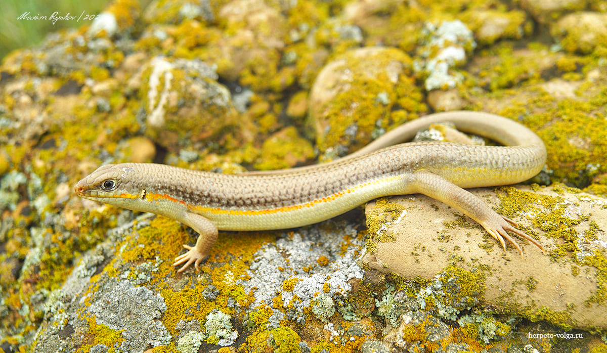 Длинноногий сцинк (Eumeces schneideri)