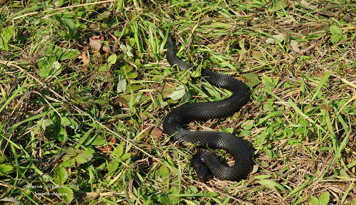 Обыкновенная гадюка (Vipera berus)