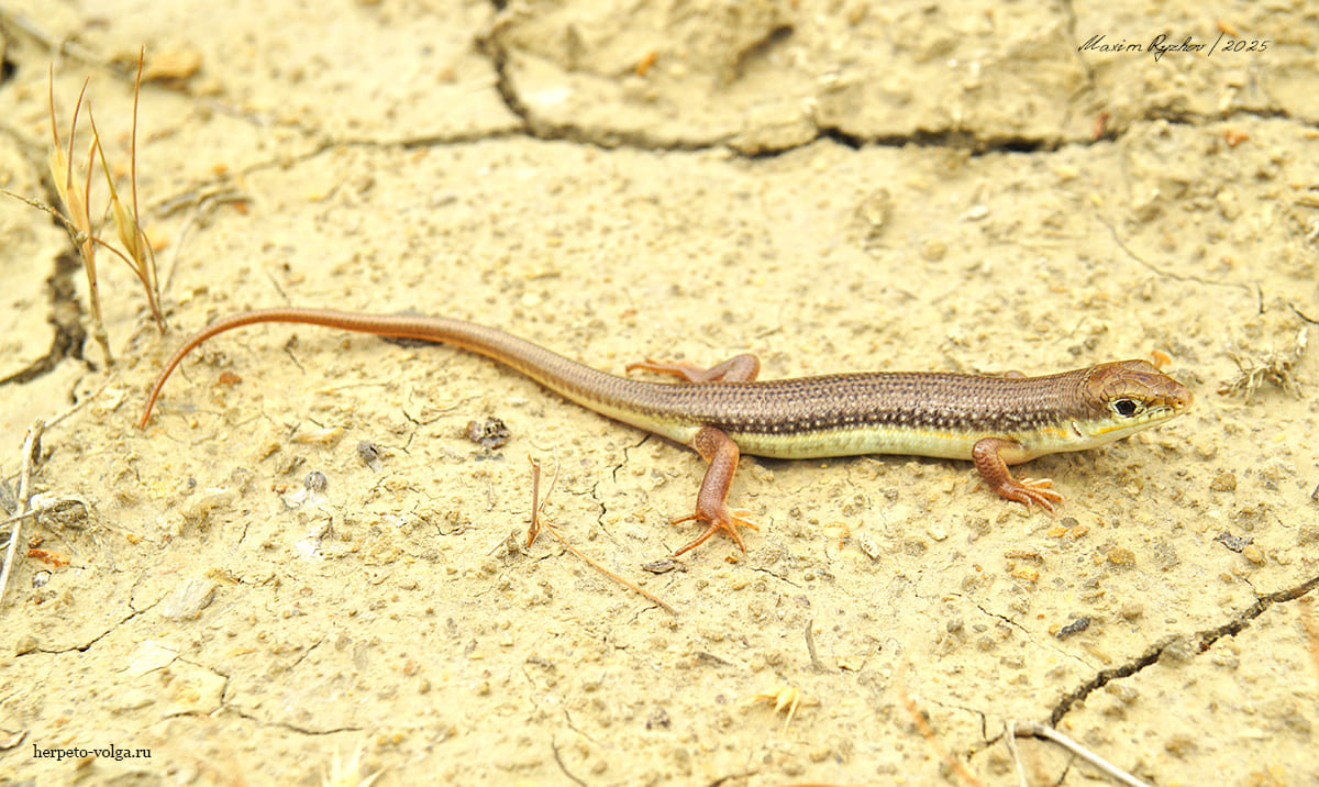 Длинноногий сцинк (Eumeces schneideri)