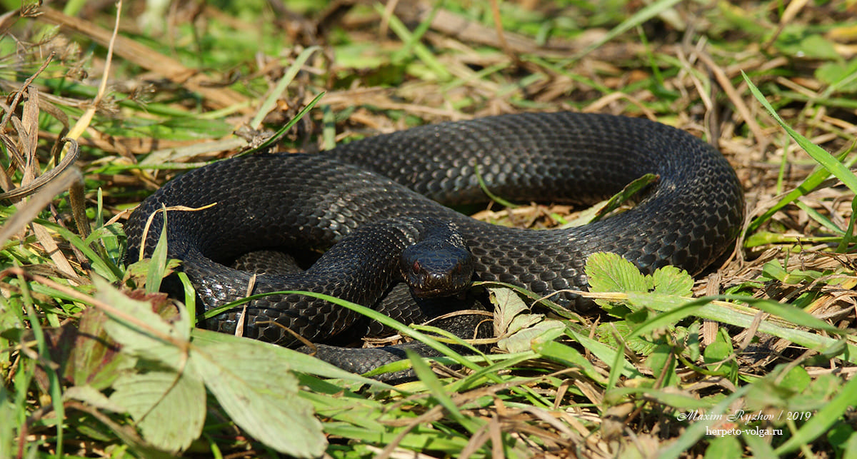 Обыкновенная гадюка (Vipera berus)