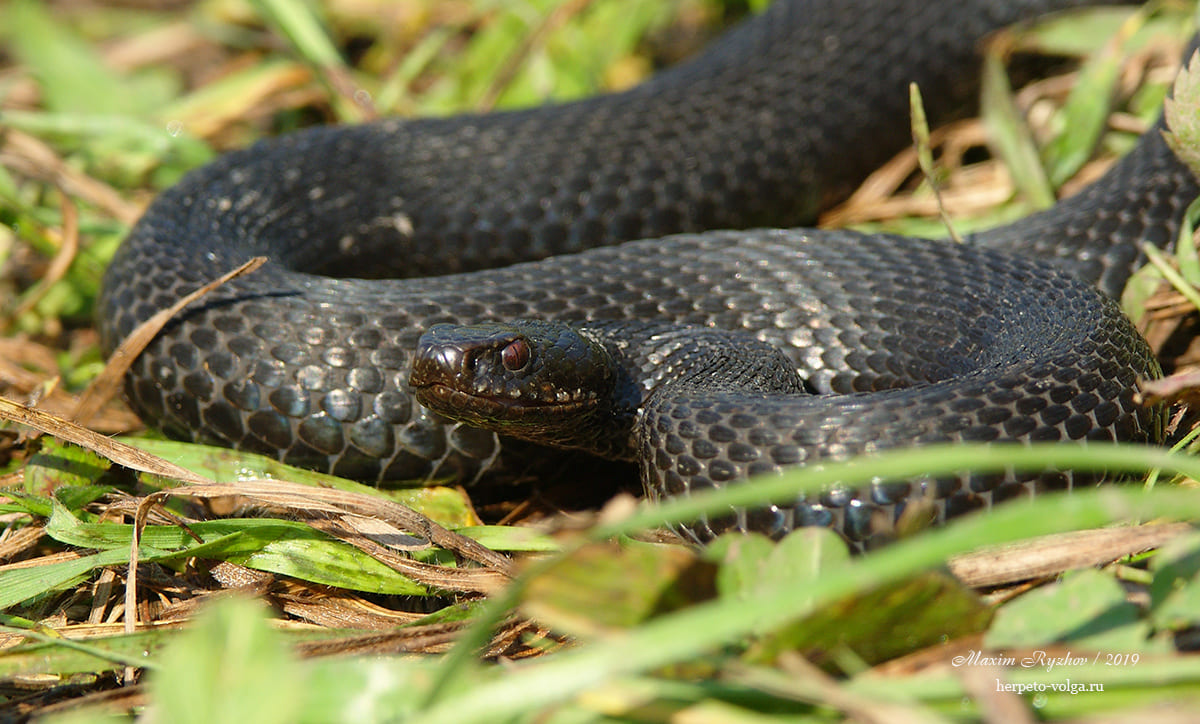 Обыкновенная гадюка (Vipera berus)