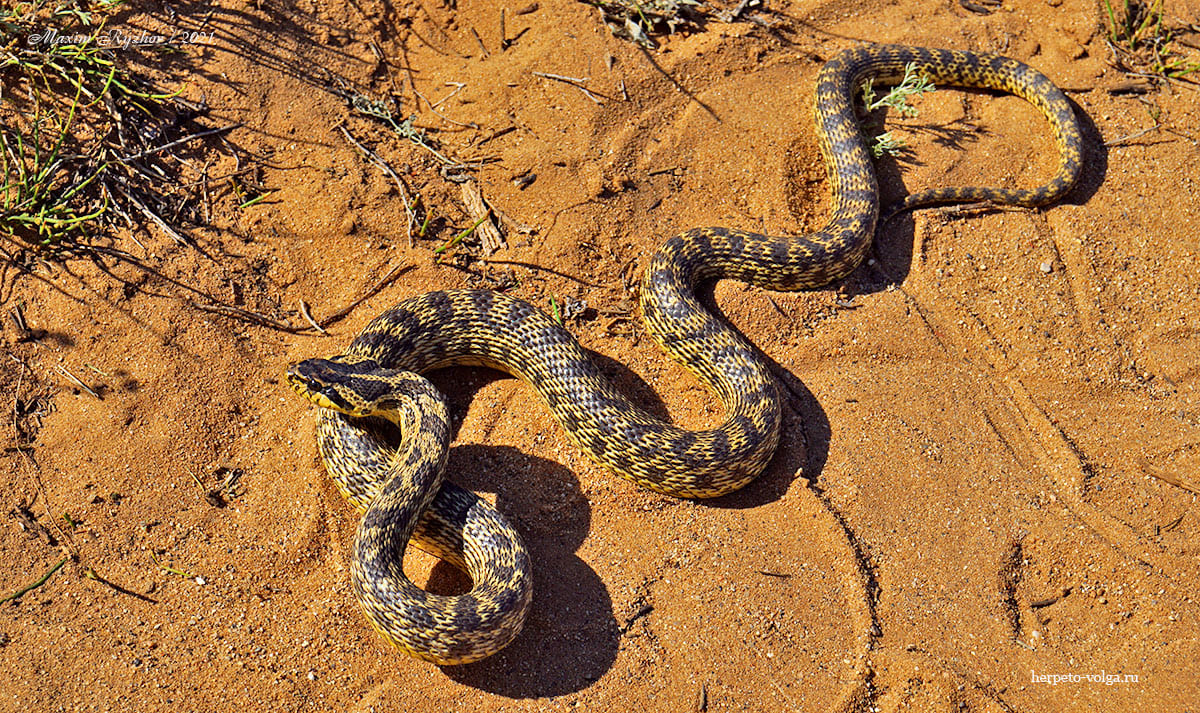 Палласов полоз Elaphe sauromates (Pallas, 1814)
