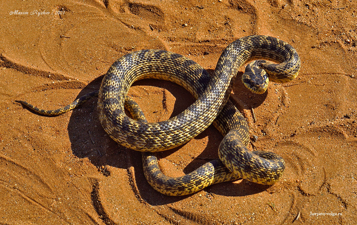 Палласов полоз (Elaphe sauromates)
