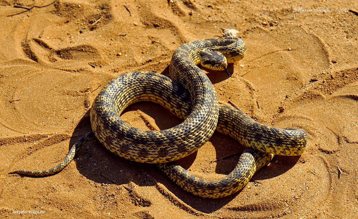 Палласов полоз (или сарматский) (Elaphe sauromates)