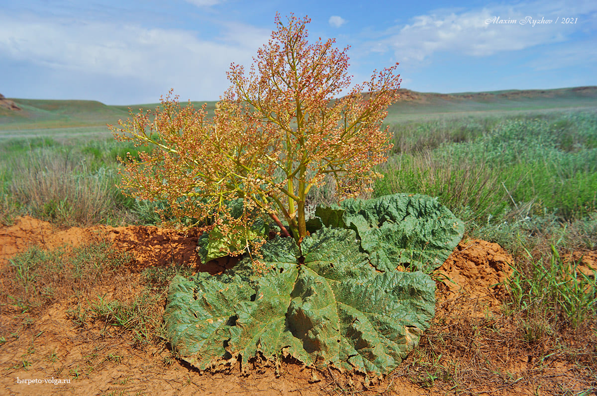 Ревень татарский (Rheum tataricum) Ревень татарский (Rheum tataricum)