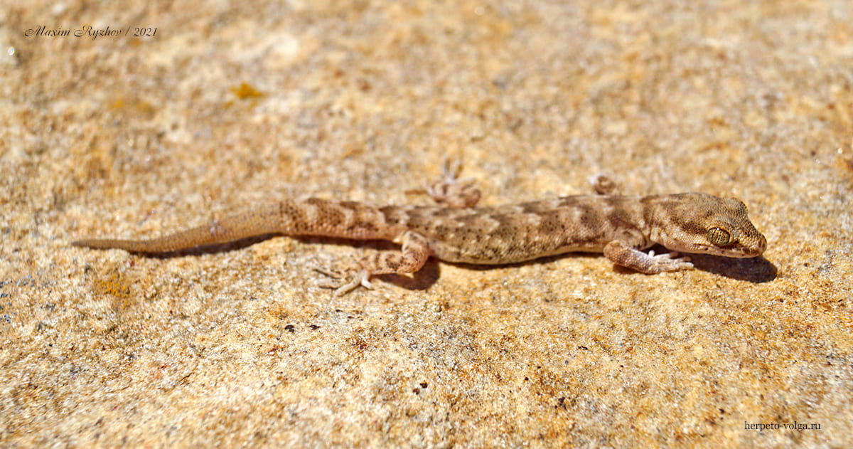 Пискливый геккончик (Alsophylax pipiens)
