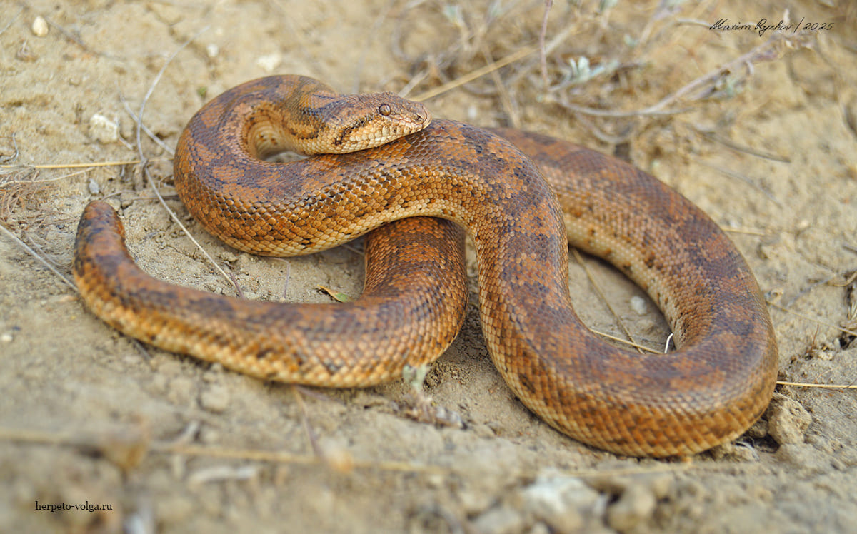 Песчаный удавчик (Eryx miliaris)