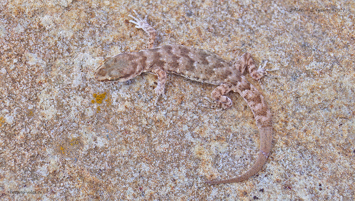 Пискливый геккончик (Alsophylax pipiens)