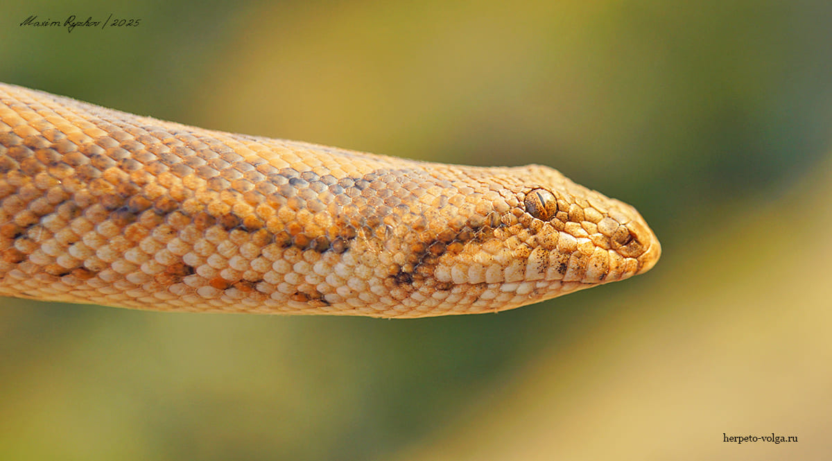 Песчаный удавчик Eryx miliaris (Pallas, 1773)