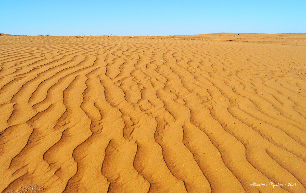 Биотоп круглоголовки-вертихвостки (Phrynocephalus guttatus) Биотоп круглоголовки-вертихвостки (Phrynocephalus guttatus)