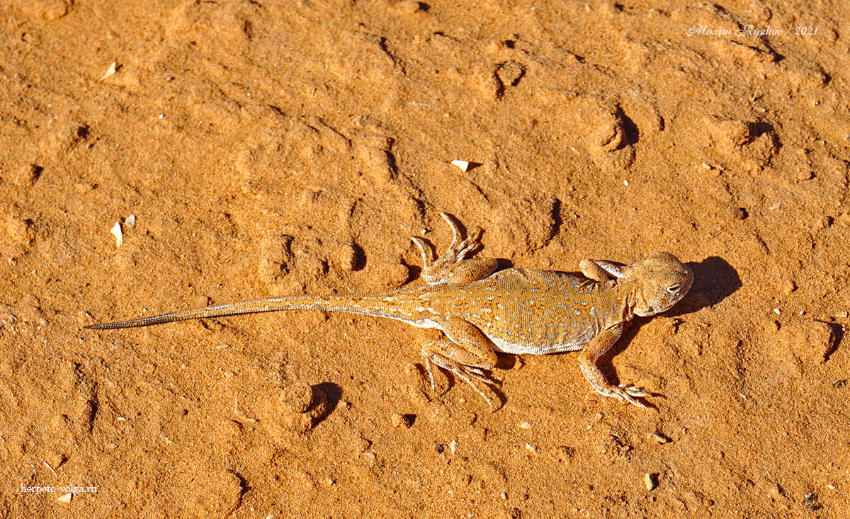 Круглоголовка-вертихвостка (Phrynocephalus guttatus).