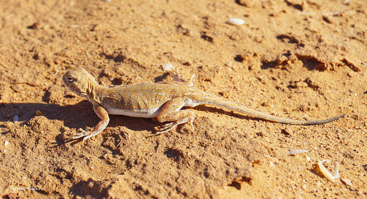 Круглоголовка-вертихвостка (Phrynocephalus guttatus) Круглоголовка-вертихвостка (Phrynocephalus guttatus)
