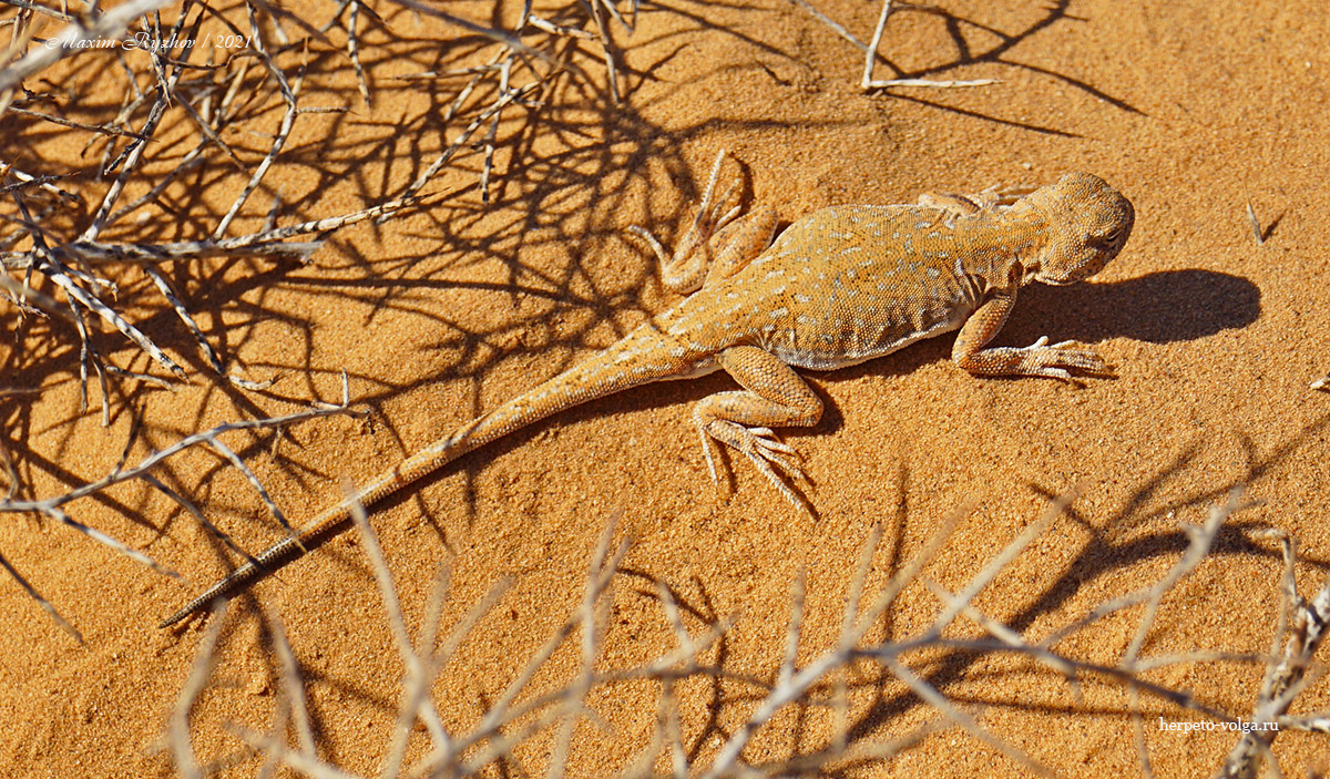 Круглоголовка-вертихвостка (Phrynocephalus guttatus) Круглоголовка-вертихвостка (Phrynocephalus guttatus)