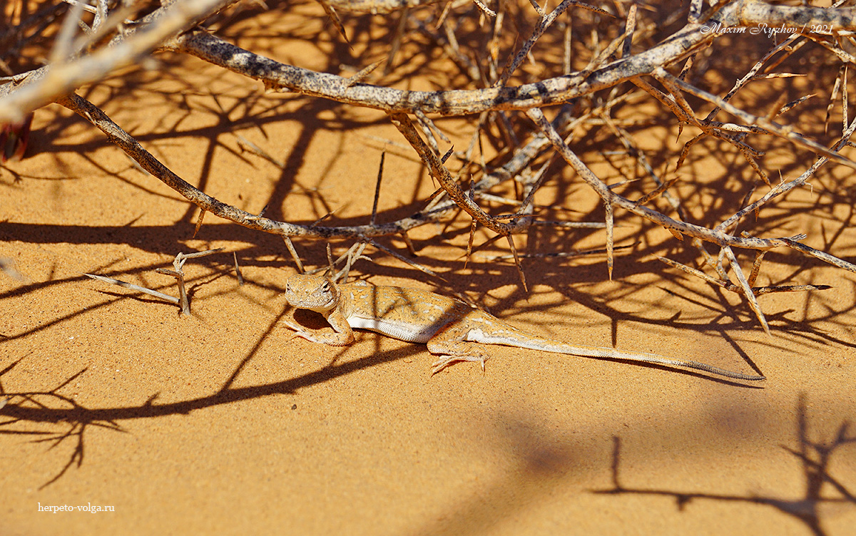 Круглоголовка-вертихвостка (Phrynocephalus guttatus)