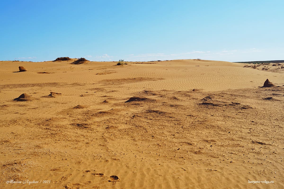 Биотоп ушастой круглоголовки (Phrynocephalus mystaceus)