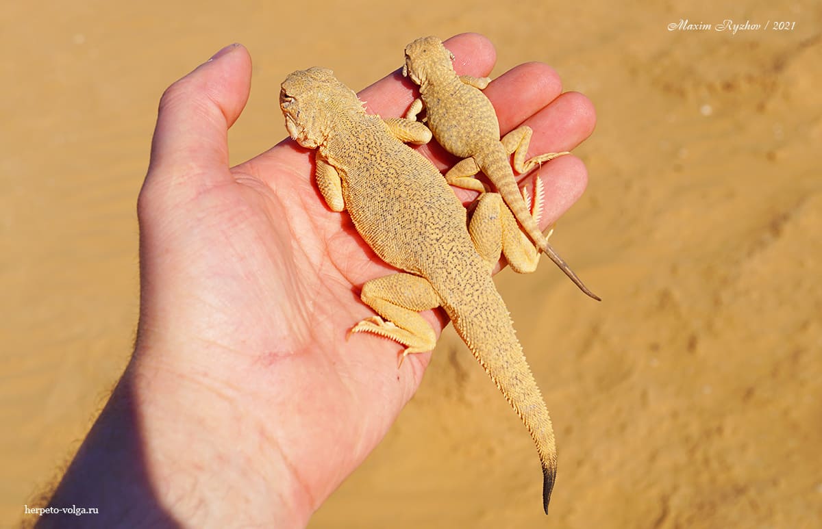 Ушастая круглоголовка (Phrynocephalus mystaceus)