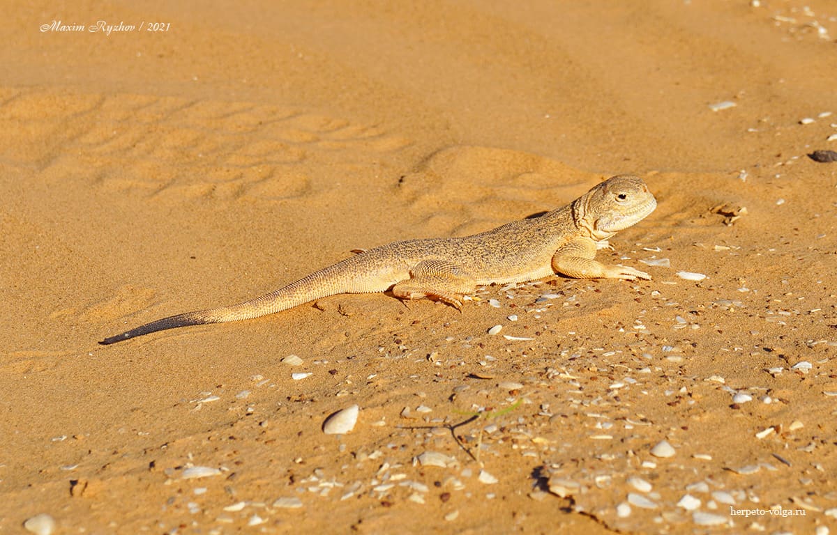 Ушастая круглоголовка (Phrynocephalus mystaceus)